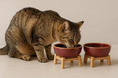 Cat using elevated bowl