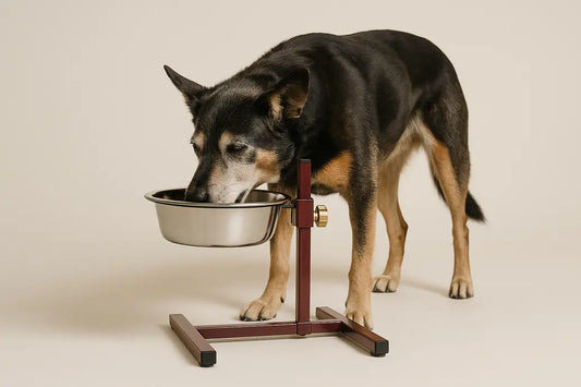Dog using elevated bowl