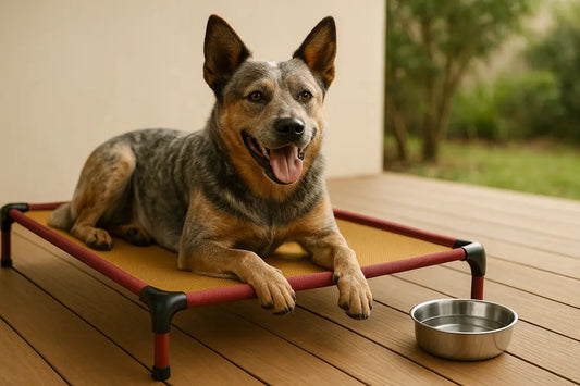 Dog on raised bed