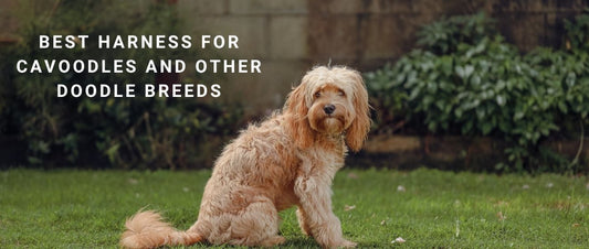 Best Harness for Cavoodles