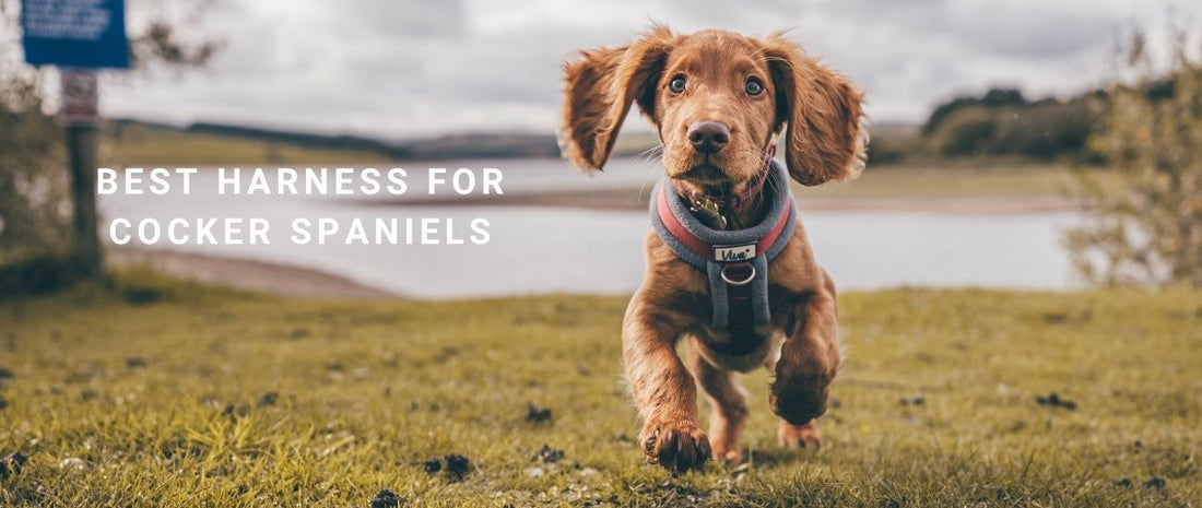 Working Cocker Harness Best Harness for Cocker Spaniels: Safe Options to Reduce Pulling