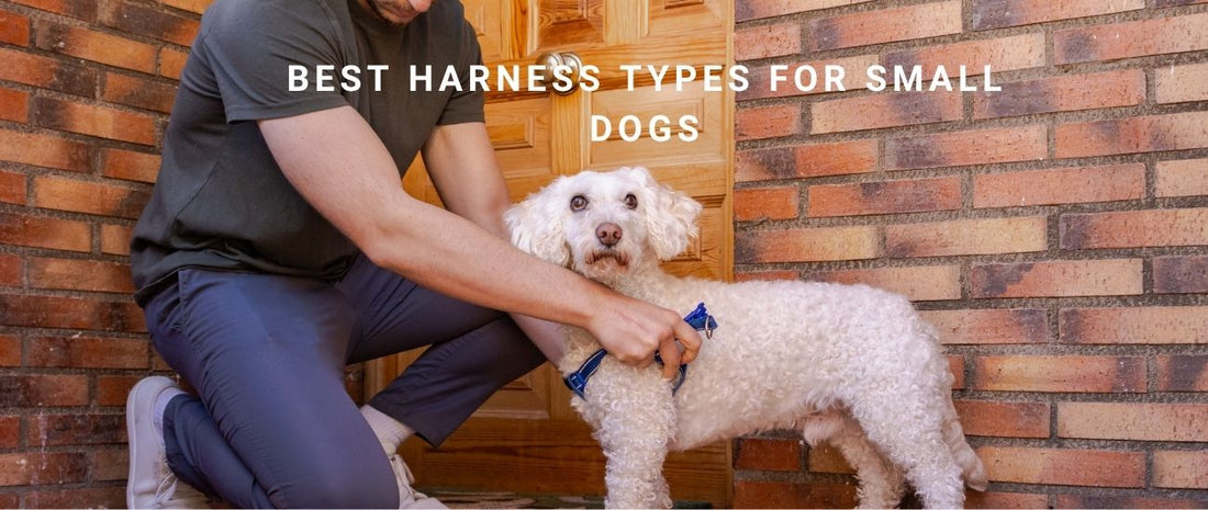 Best Harness Types for Small Dogs