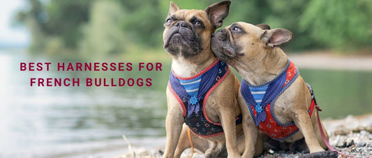 Best Harnesses for French Bulldogs
