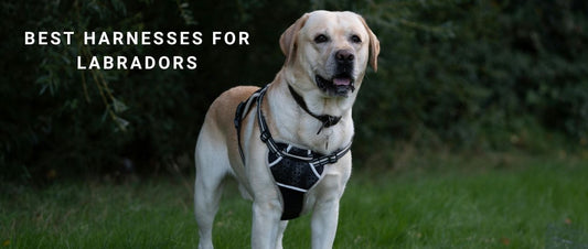 Best Harnesses for Labradors