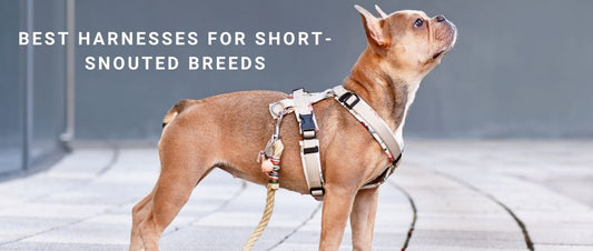 Best Harnesses for Short-Snouted Breeds
