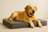 senior dog orthopaedic bed