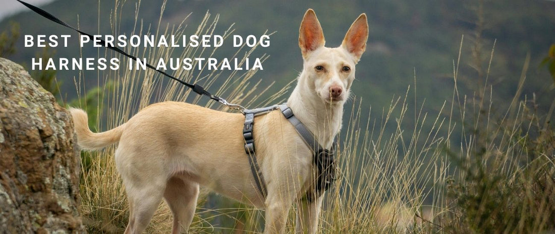 Best Personalised Dog Harness in Australia: Engraved, Adjustable &amp; Secure Designs