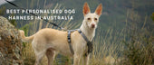 Best Personalised Dog Harness in Australia: Engraved, Adjustable &amp; Secure Designs