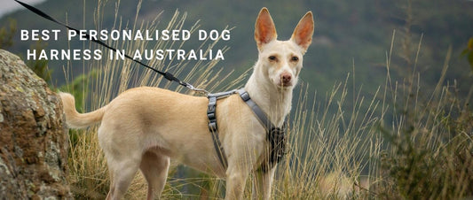 Best Personalised Dog Harness in Australia: Engraved, Adjustable &amp; Secure Designs