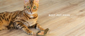 How to Choose the Best Pet Food