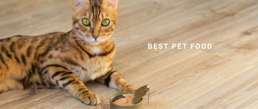 How to Choose the Best Pet Food