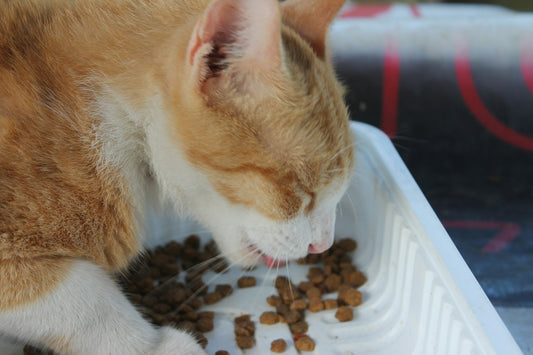 Best Slow Feeders for Cats