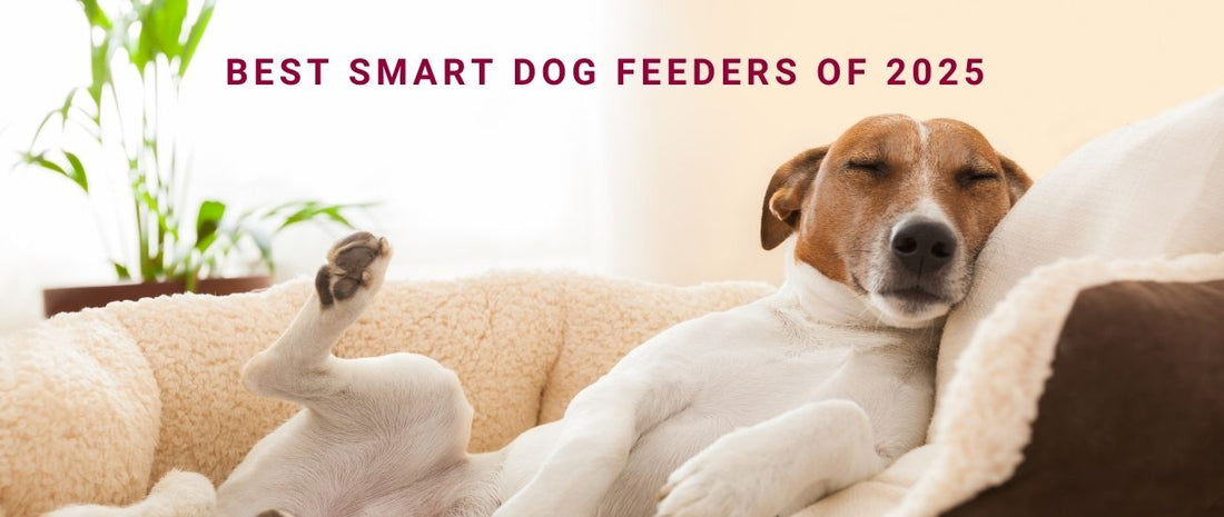 Best Smart Dog Feeders of 2025