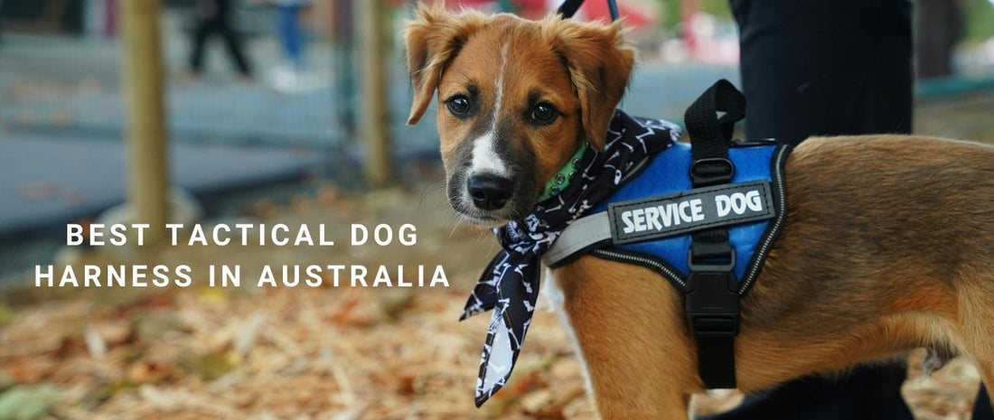 Best Tactical Dog Harness in Australia