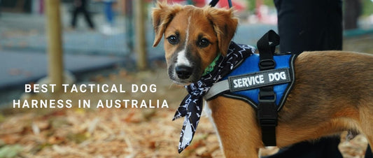 Best Tactical Dog Harness in Australia
