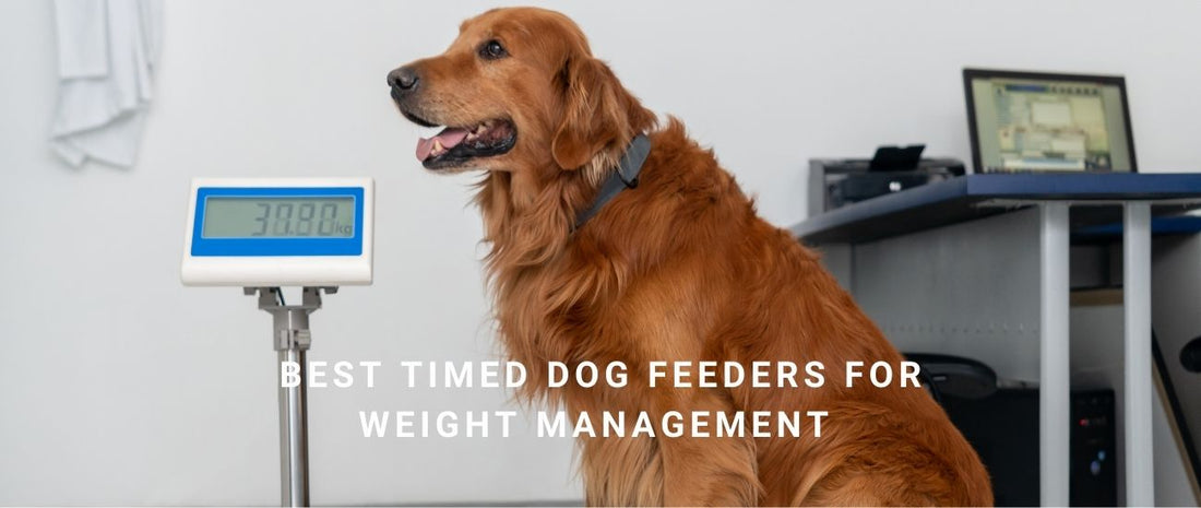 Best Timed Dog Feeders for Weight Management