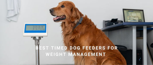 Best Timed Dog Feeders for Weight Management