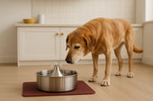 Dog drinking water fountain