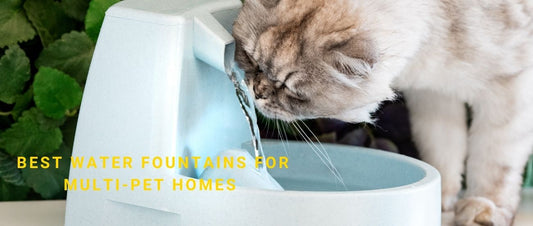 Best Water Fountains for Multi-Pet Homes