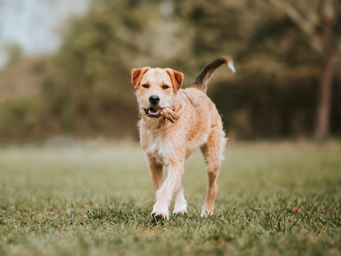 Border Terrier Dog