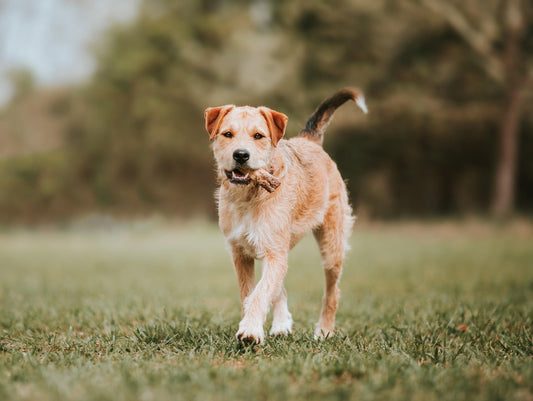 Border Terrier Dog