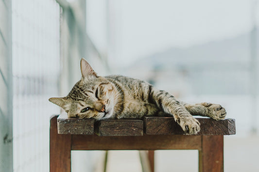 bored cat