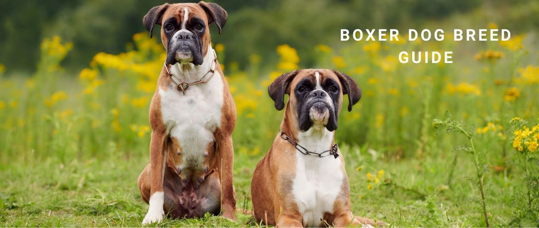 Boxer Guide Boxer Dog Breed Guide: Training, Energy & Family Life Australia