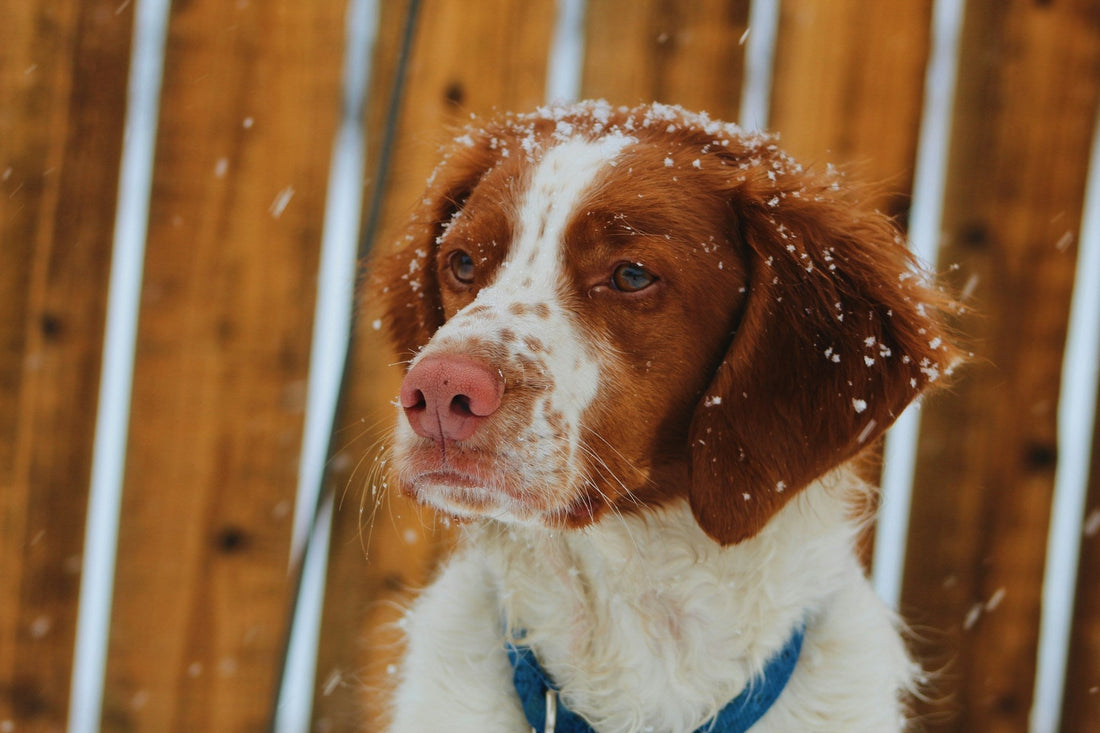 Brittany Spaniel dog breed