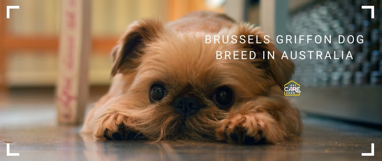 Brussels Griffon in Australia: Tiny Dog, Huge Personality