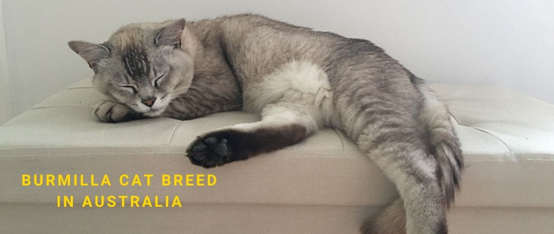 Burmilla Cats in Australia