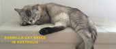 Burmilla Cats in Australia
