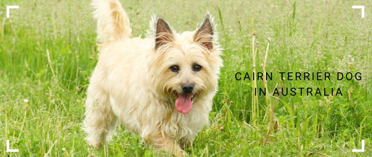 Cairn Terrier Dog
