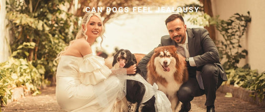 Can Dogs Feel Jealousy