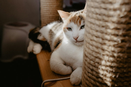 Can I shut my cat in a room at night