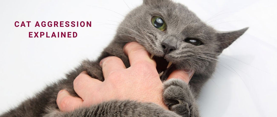 Cat Aggression Explained: Causes & Training for a Calmer Feline
