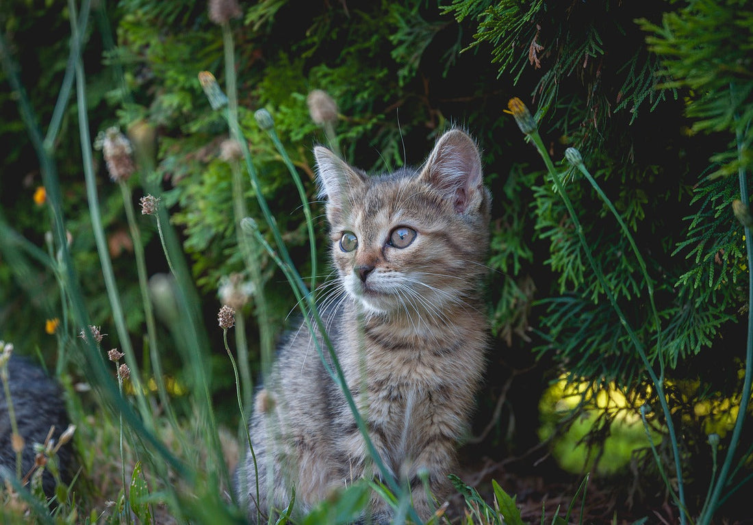Cat and cat nip plant