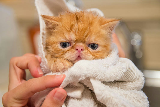 Cat bathing