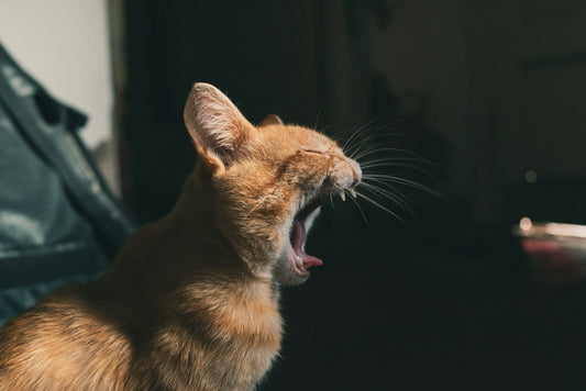 What Is a Time-Out Cat Punishment? A Humane Guide to Correcting Feline Behavior