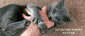Cat Biting During Petting