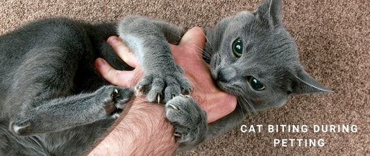 Cat Biting During Petting