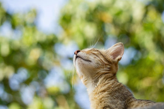 Are AirTag Cat Collars Safe