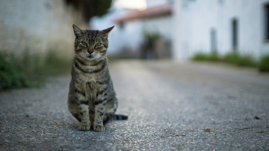 What is a Cat Curfew