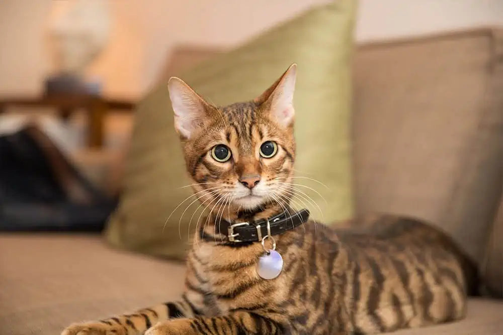 Is it Okay for Cats to Wear Collars