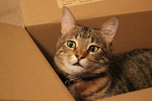 Cat in a house