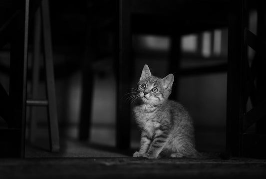 Cat in darkness