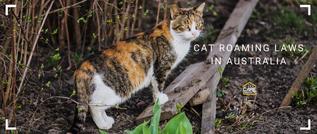 Cat Roaming Laws in Australia