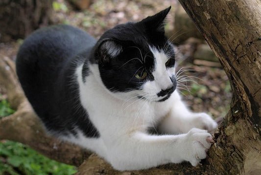 Cat scratching a tree