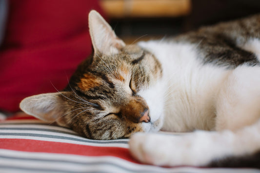 Should I take my cat's collar off at night?