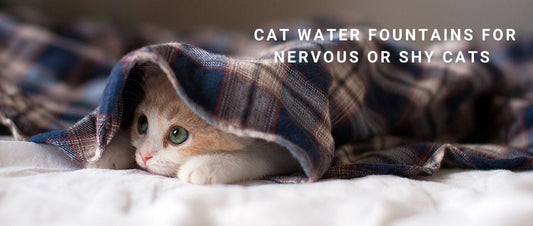 Cat Water Fountains for Nervous or Shy Cats