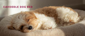 cavoodle dog bed